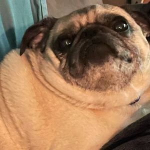 Meet your Posher, Max